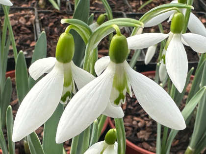 Galanthus 'David Shackleton'